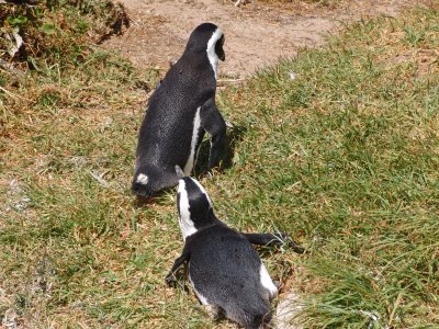 African penguin with its back to the camera